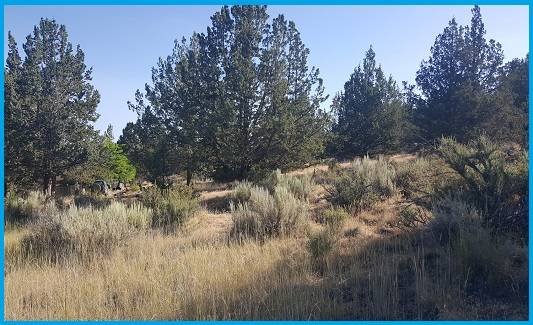 $6,900 Stunning 1 Acre Wooded Lot in California