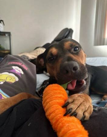 Temporary Pet Rehoming (Winnetka)