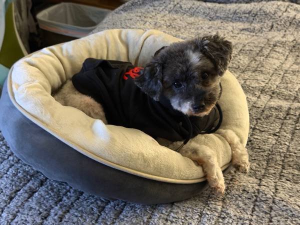 Searching for a 3 Bedroom House to Rent (Montrose)