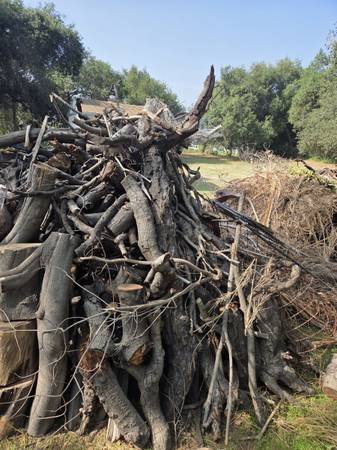 Free Firewood Unlimited Supply (Bradbury)