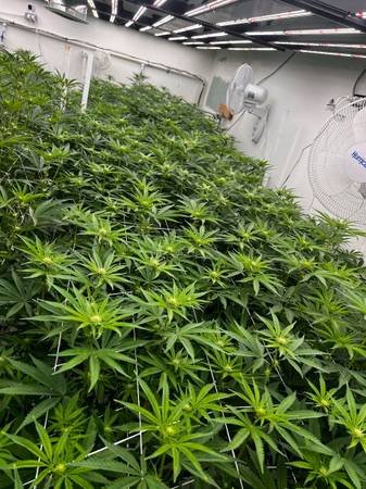 Warehouse Available For Cannabis Distro (Los Angeles)