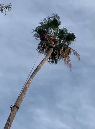 Tree Trimming! Clean Up!!! Yards, Hills, Lawn Care, General Hauling Services (La Crescenta, Pasadena, Altadena, Alhambra, All Areas!)