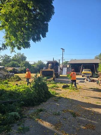 Tree Trimming and Landscape