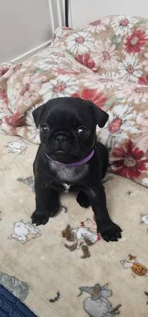 Pug Puppies Available!!! (Lancaster, CA)