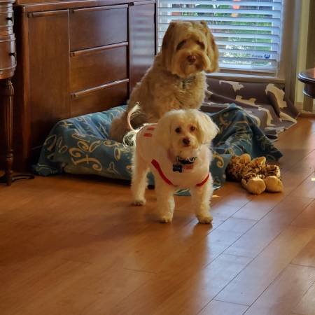 Dog Daycare $30 and Dog Boarding $45 Pet Sit (Encino/Tarzana/Sherman Oaks/Northridge/Lake Balboa)