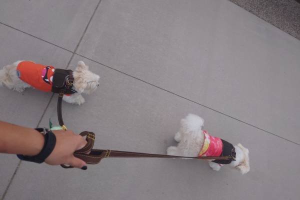 Pet Sitting Services (North Hollywood/ Studio City/ Burbank)