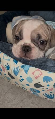 French Bulldog Puppies