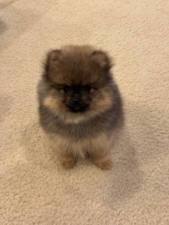 Teacup Pomeranian Puppy (Los Angeles)