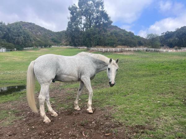 Horse Care Services (Brentwood)