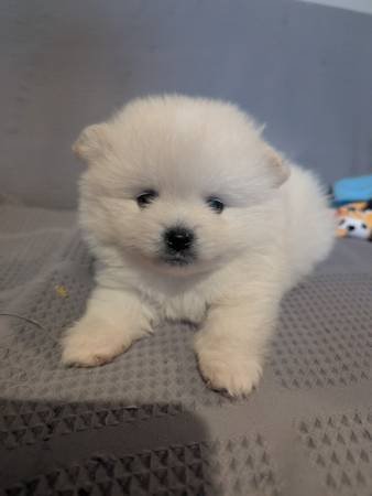 Pomeranian Puppies (Los Angeles)