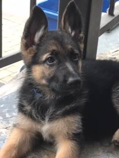 Registered German Shepherd Puppies (Torrance)