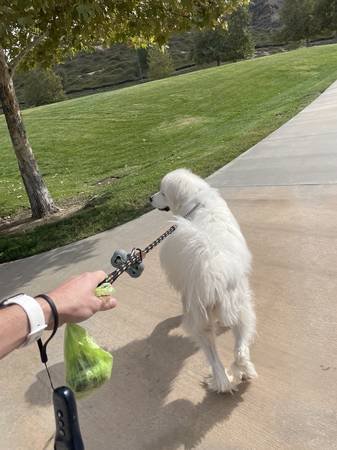 Local and Trusted Dog Walker and Sitter in Santa Clarita (Santa Clarita)