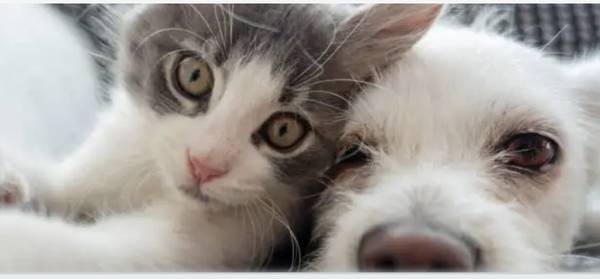 Pet Sitter and Dog Walker - Introductory Rates (Holiday Bookings Open)