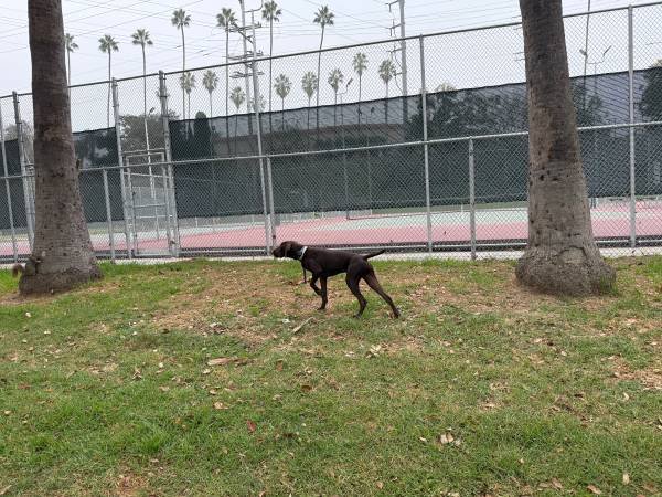 German Shorthaired Puppy 9 Months (Rehome)