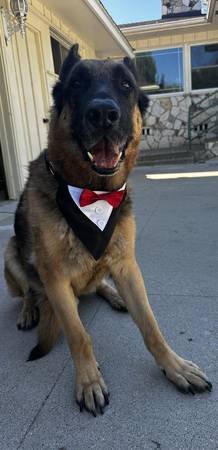 $35 per Night - Dog Boarding Service in LA - Also Spanish Spoken (East LA)