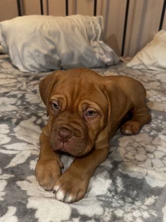 Sweet Female French Mastiff Puppy Looking for Her Forever Home (Los Angeles)