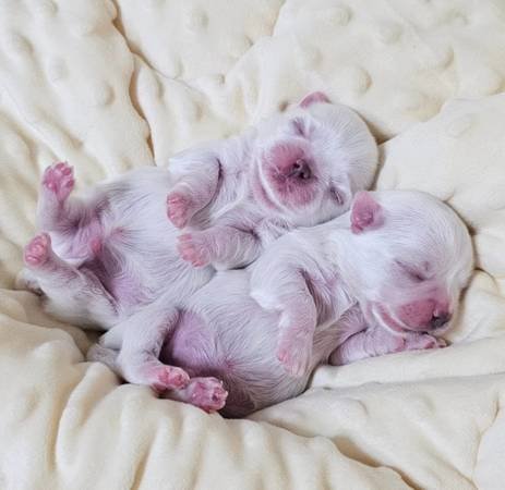 Mini Maltese Puppies (Redondo Beach)