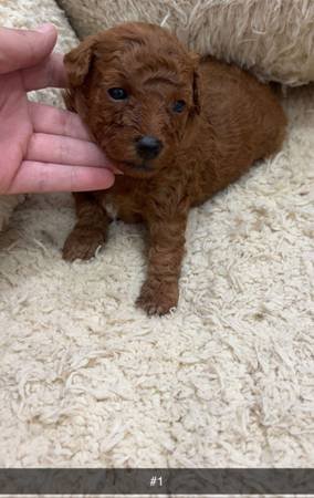 Goldendoodle Puppies (South Gate)