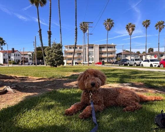 Mini Goldendoodle Rehoming