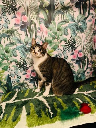 Cat Sitter (South Pasadena)