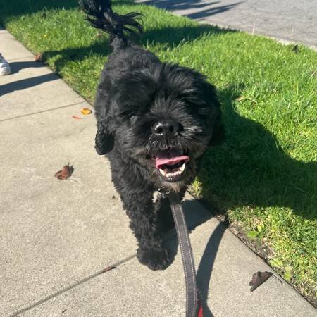 Dog Walker (Bellflower)