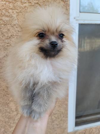 Pomeranian Puppies (Los Angeles CA)