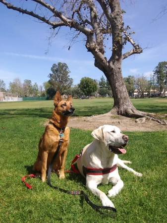 The Doggie Bed and Breakfast - In Home Dog Boarding/Dog Sitter (SFV and Santa Clarita Surrounding)