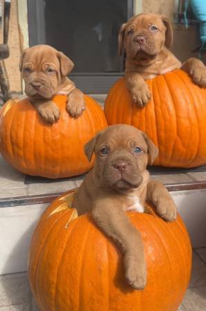 Pure Breed French Mastiff Puppies (Los Angeles)
