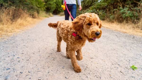 Pack Run LA - Professional Dog Walking (Glendale, Pasadena, San Gabriel Valley)