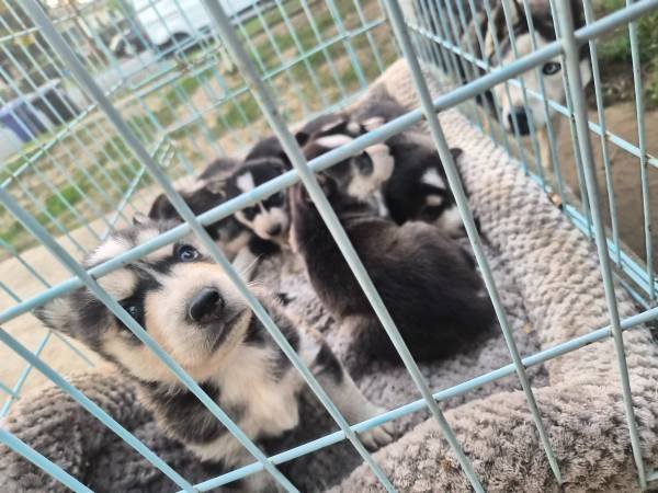 Husky Puppies Rehoming