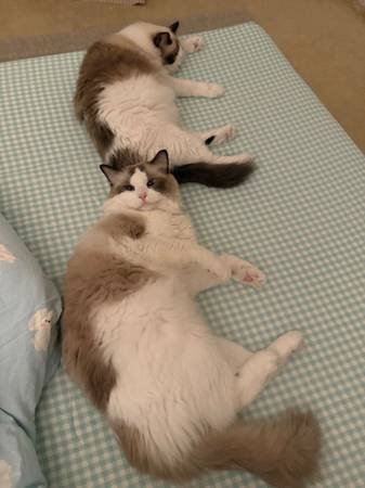 Rehoming Ragdoll Cat – 1.5 Year Old Male (Not Neutered)