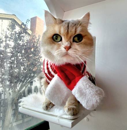 Hiring Pet Sitters for Thanksgiving and Christmas Seasons