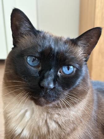 Now Hiring: Pet Sitters and Dog Walkers (Los Angeles Area)