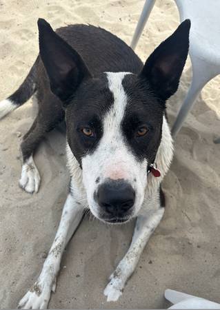 Short-Term Foster Needed for Border Collie/Lab Mix (Echo Park)