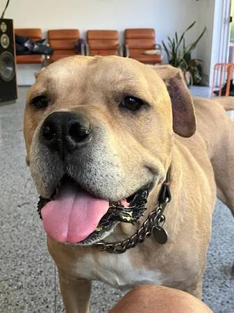 Paid Stipend to Foster Dog Named Leo