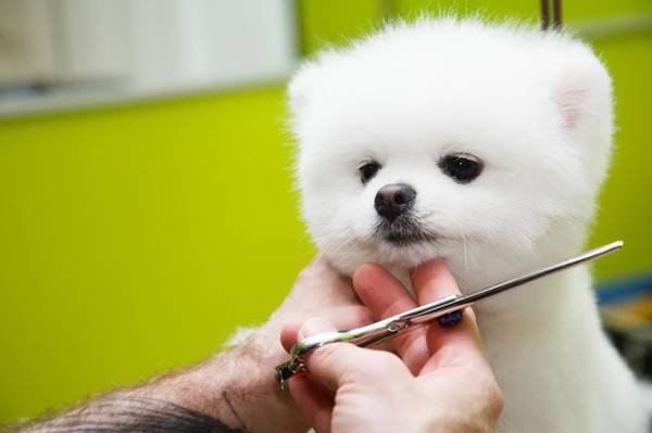 Experienced Dog Groomer