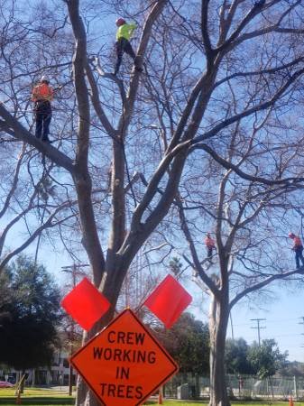 Trimmers &amp; Climbers- West Coast Arborists, Inc. (Santa Clarita)