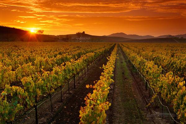 $35/hr. DESIGNATED DRIVER/GUIDE - Santa Barbara Wine Country - (SB & SB Wine Country)